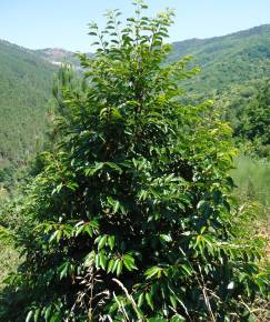 Fotografia da espécie Prunus lusitanica