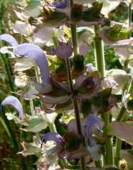 Salvia sclarea