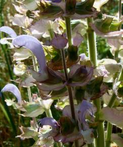 Fotografia da espécie Salvia sclarea