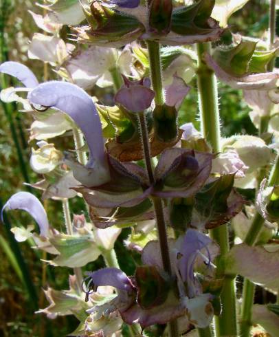 Fotografia de capa Salvia sclarea - do Jardim Botânico