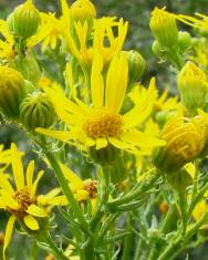 Fotografia da espécie Jacobaea vulgaris