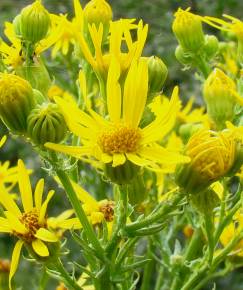 Fotografia da espécie Jacobaea vulgaris