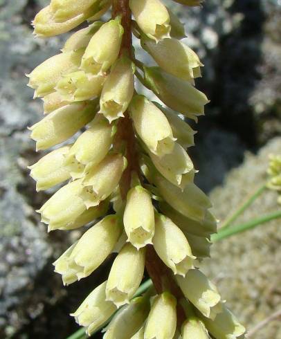 Fotografia de capa Umbilicus rupestris - do Jardim Botânico