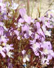 Fotografia da espécie Chaenorhinum grandiflorum subesp. grandiflorum