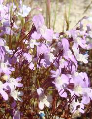 Chaenorhinum grandiflorum subesp. grandiflorum