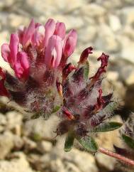 Anthyllis vulneraria subesp. reuteri