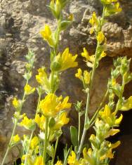 Fotografia da espécie Anthyllis cytisoides