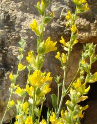 Anthyllis cytisoides