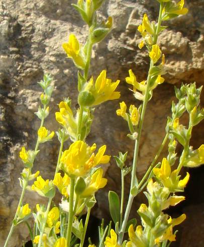 Fotografia de capa Anthyllis cytisoides - do Jardim Botânico