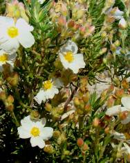 Fotografia da espécie Cistus clusii subesp. multiflorus