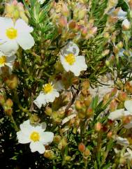 Cistus clusii subesp. multiflorus