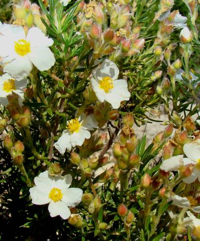 Fotografia de capa Cistus clusii subesp. multiflorus - do Jardim Botânico