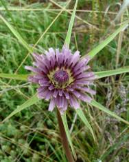 Fotografia da espécie Tragopogon porrifolius subesp. porrifolius