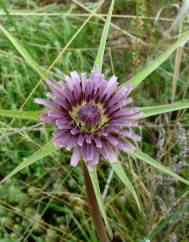 Tragopogon porrifolius subesp. porrifolius