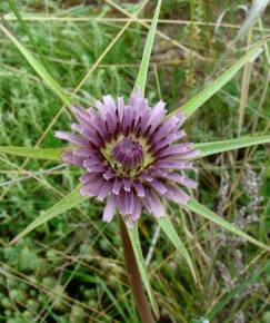 Fotografia da espécie Tragopogon porrifolius