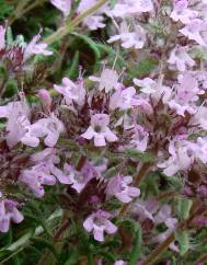 Thymus mastigophorus