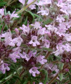 Fotografia da espécie Thymus mastigophorus