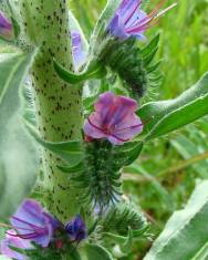 Fotografia da espécie Echium vulgare subesp. vulgare