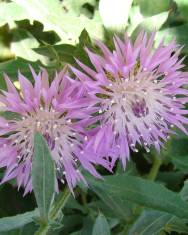 Fotografia da espécie Centaurea malacitana