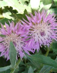 Centaurea malacitana