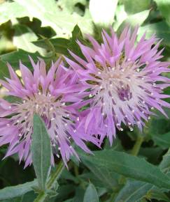 Fotografia da espécie Centaurea malacitana