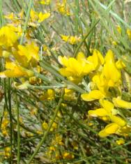 Fotografia da espécie Genista spartioides