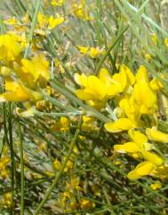 Genista spartioides