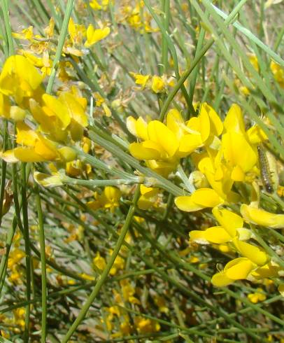 Fotografia de capa Genista spartioides - do Jardim Botânico