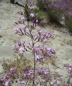 Fotografia da espécie Limonium insigne