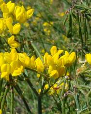 Fotografia da espécie Coronilla juncea