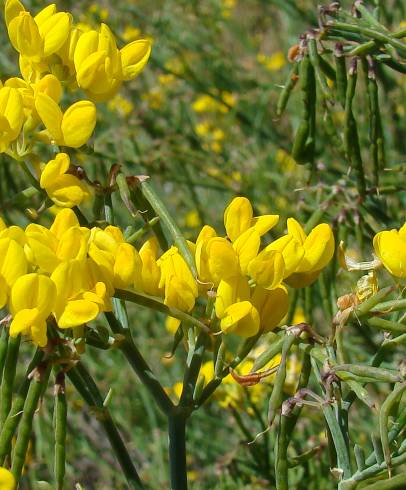 Fotografia de capa Coronilla juncea - do Jardim Botânico