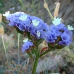 Fotografia 1 da espécie Limonium sinuatum do Jardim Botânico UTAD