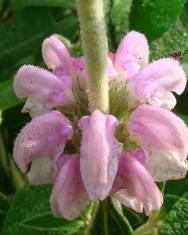 Fotografia da espécie Phlomis purpurea