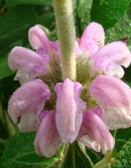 Phlomis purpurea