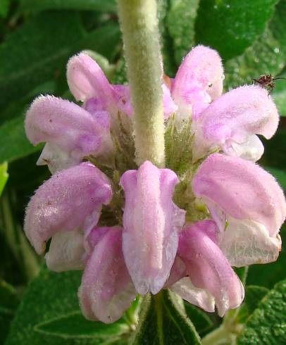 Fotografia de capa Phlomis purpurea - do Jardim Botânico