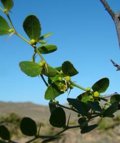 Fotografia da espécie Ziziphus lotus