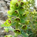 Fotografia 3 da espécie Euphorbia characias subesp. characias do Jardim Botânico UTAD
