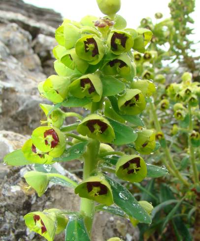 Fotografia de capa Euphorbia characias subesp. characias - do Jardim Botânico