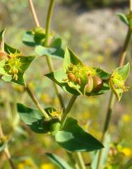 Euphorbia terracina