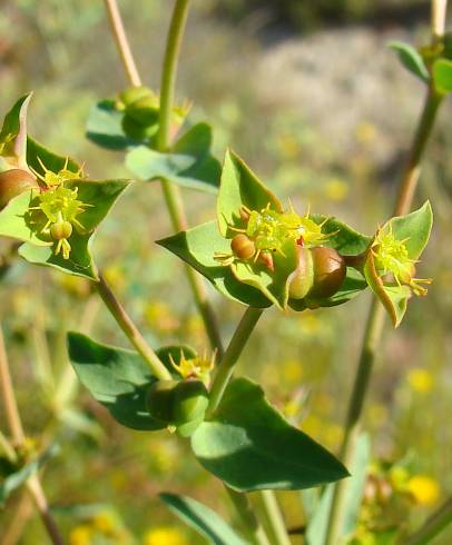 Fotografia de capa Euphorbia terracina - do Jardim Botânico