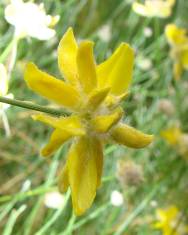 Fotografia da espécie Genista umbellata subesp. equisetiformis