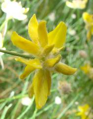 Genista umbellata subesp. equisetiformis