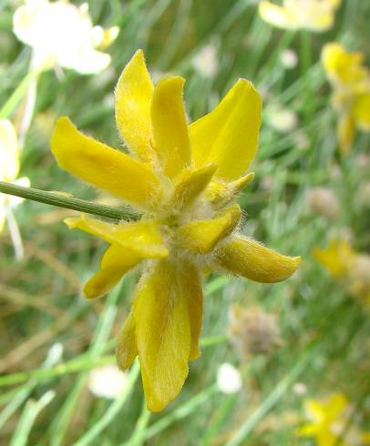 Fotografia de capa Genista umbellata subesp. equisetiformis - do Jardim Botânico