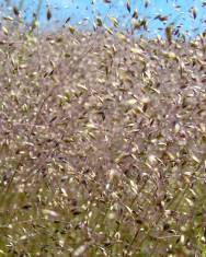 Fotografia da espécie Aira caryophyllea subesp. uniaristata