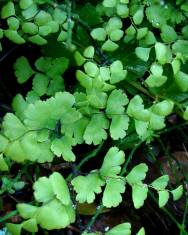 Fotografia da espécie Adiantum capillus-veneris