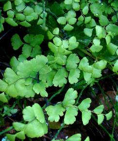 Fotografia da espécie Adiantum capillus-veneris