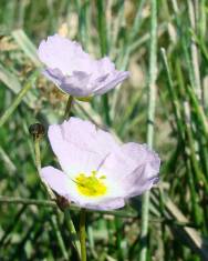 Fotografia da espécie Baldellia ranunculoides subesp. ranunculoides