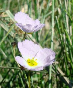 Fotografia da espécie Baldellia ranunculoides