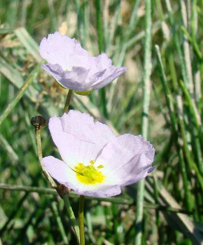 Fotografia de capa Baldellia ranunculoides subesp. ranunculoides - do Jardim Botânico