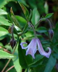 Fotografia da espécie Clematis viticella subesp. campaniflora